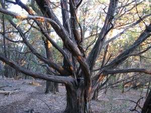 tree tree